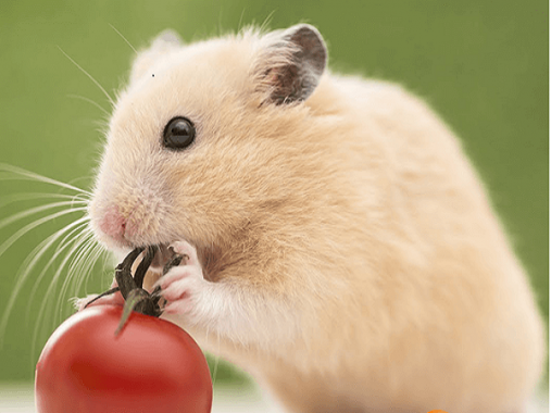 Mơ thấy chuột đánh con gì? Giải mã giấc mơ thấy chuột