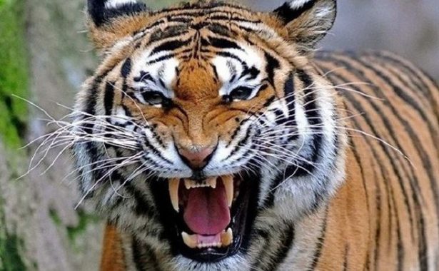 Mơ thấy hổ đánh con gì thì trúng