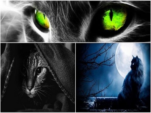 Mơ thấy mèo đen là điềm báo gì? hên hay xui? đánh xổ số con gì?