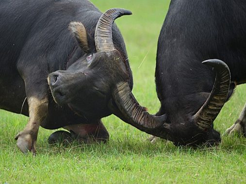 Mơ thấy trâu đánh con gì ăn chắc nhất