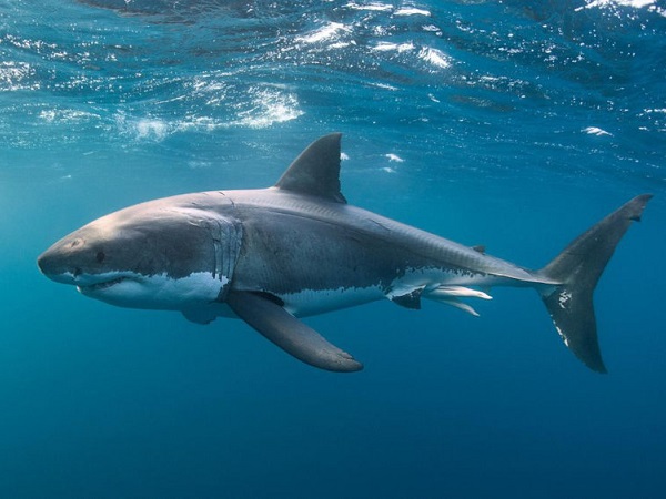 Cá mập số mấy? Tìm hiểu ý nghĩa giấc mơ thấy cá mập báo điều gì?