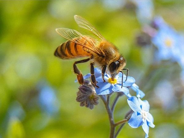 Giải mã bí ẩn giấc mơ thấy con ong