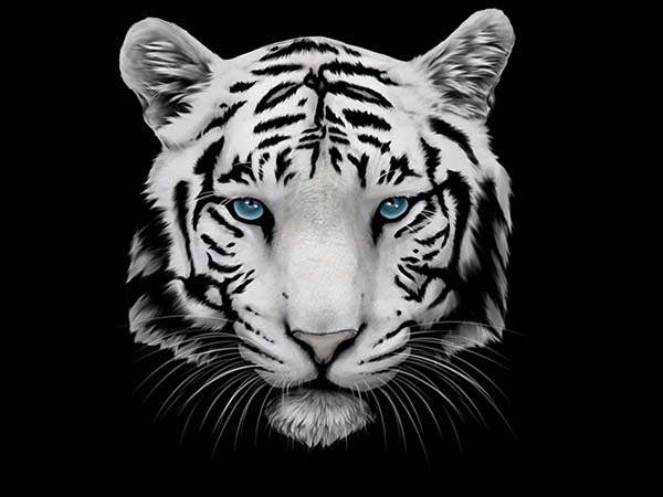 Nằm mơ thấy con hổ trắng đánh số mấy, là điềm báo gì