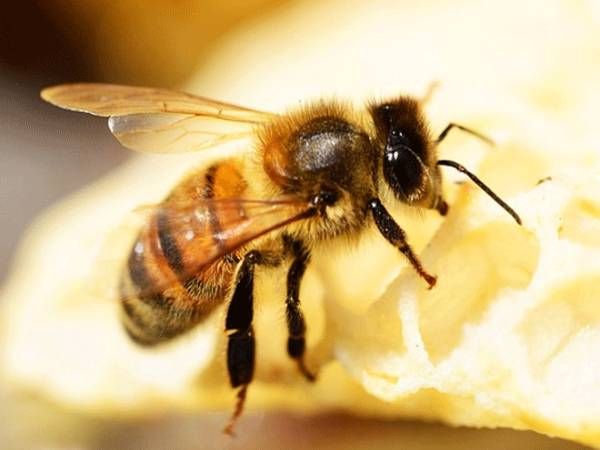 mơ thấy con ong