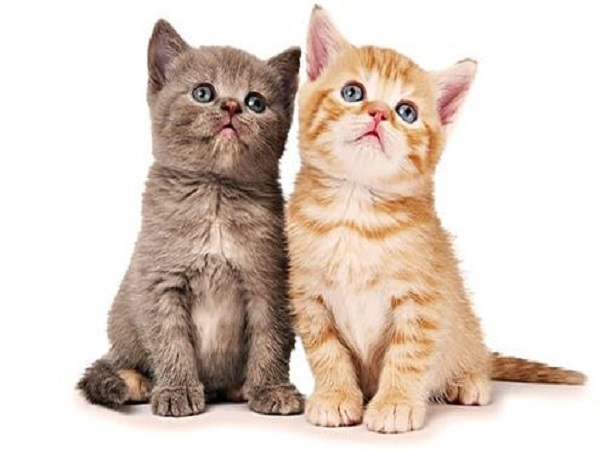 Bật mí cặp số đẹp tuổi Đinh Mão ngày 12/11/2025 may mắn