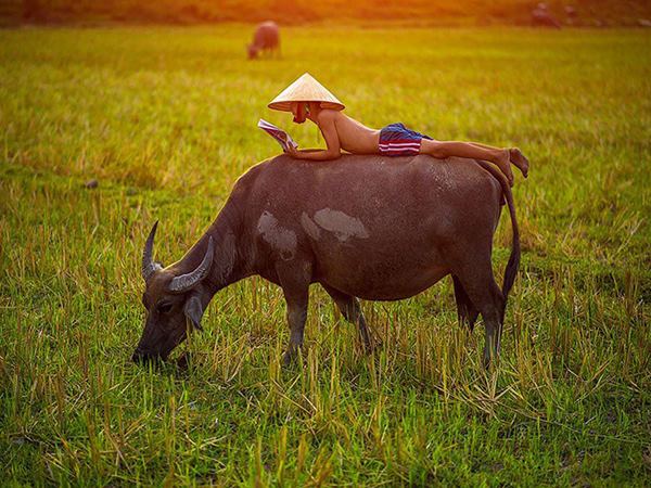 Nằm mơ thấy con trâu là điềm gì, số gì mang tài lộc?