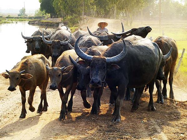 Nằm mơ thấy con trâu là điềm gì, số gì mang tài lộc?