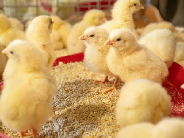 Giải mã ý nghĩa giấc mơ thấy gà con là điềm gì, tốt hay xấu?