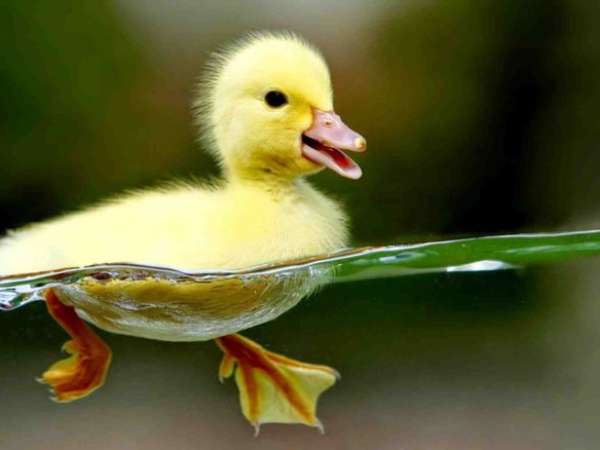 Chiêm bao thấy vịt con bơi dưới nước