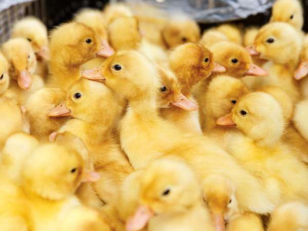 Nằm mơ thấy vịt con là điềm báo gì, số gì mang lộc lá?