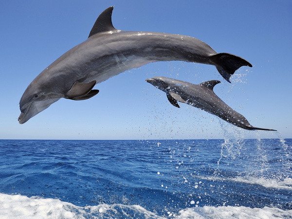 Nằm mơ thấy cá heo là điềm gì may mắn hay xui xẻo