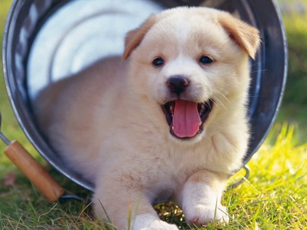 Nằm mơ thấy chó con là điềm gì, con gì số mấy đổi đời?