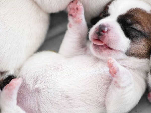 Nằm mơ thấy chó con là điềm gì, con gì số mấy đổi đời?