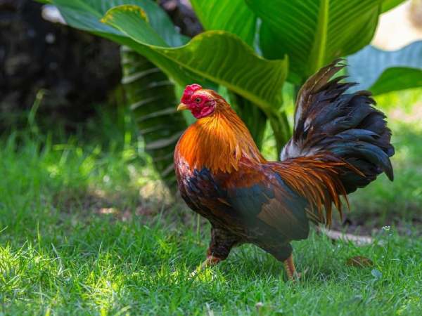 Nằm mơ thấy gà trống là điềm gì, có phải sắp đổi vận?