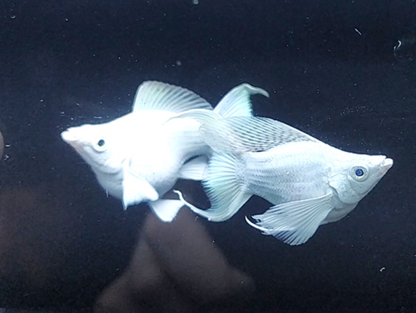 Tham khảo soi cầu VL ngày 6/3/2026 thứ 6 chính xác 100